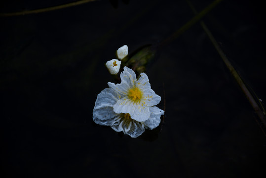 水里的海菜花