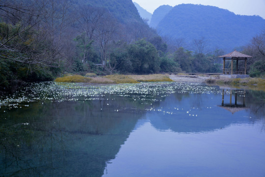 水里的海菜花