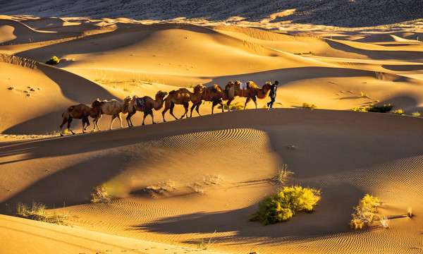 沙漠驼队