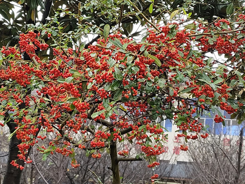 成熟有机植物沙棘特写