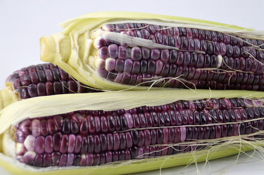 紫玉米