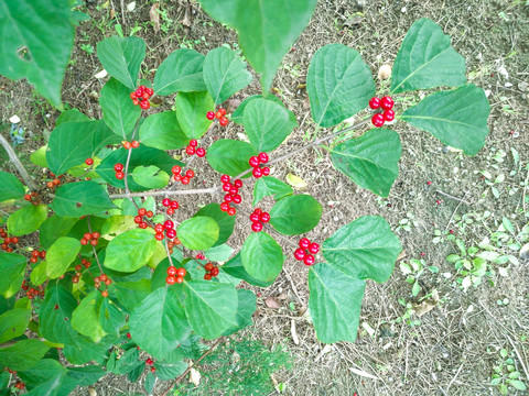 植物素材