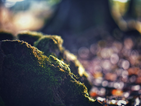 苔藓特写