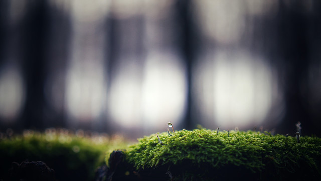 苔藓特写