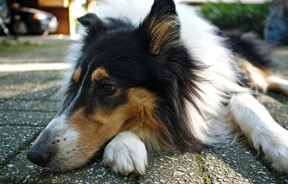 苏格兰牧羊犬