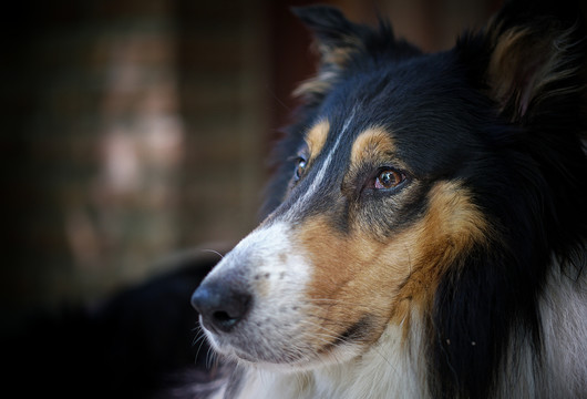 苏格兰牧羊犬