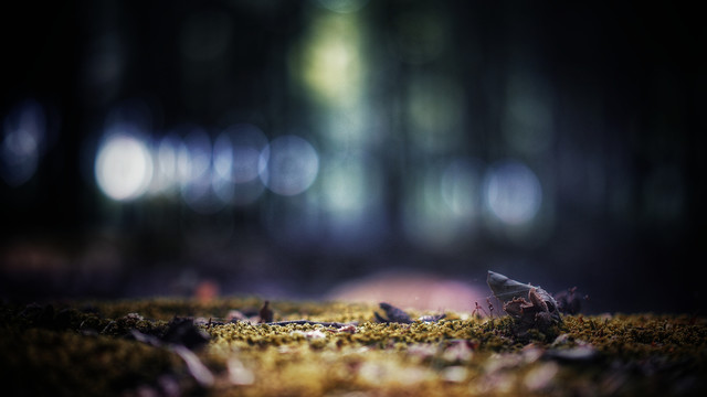 苔藓特写