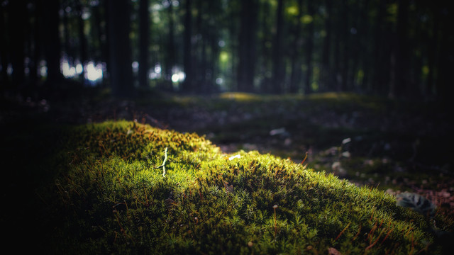 苔藓特写