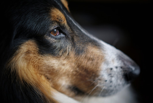 苏格兰牧羊犬