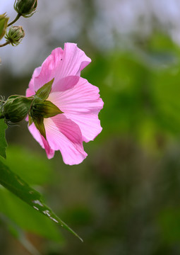 粉色蓖麻花