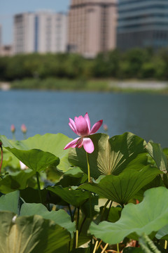 荷花与城市