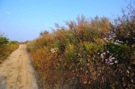 乡村小路