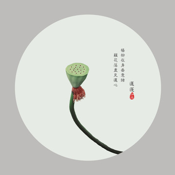 清新唯美蓮蓬圖