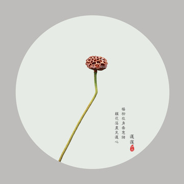 干蓮蓬意境圖