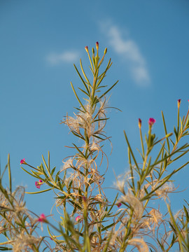 小花柳叶菜