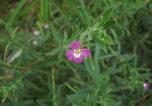 植物小花柳叶菜