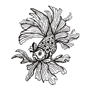 斗魚矢量線條