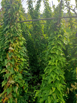 山药种植山药