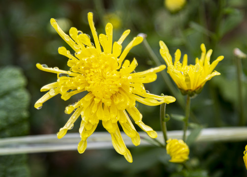 菊花