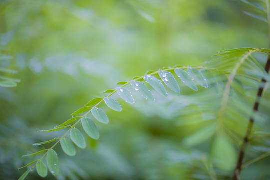 植物枝叶