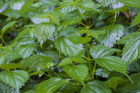 植物枝叶