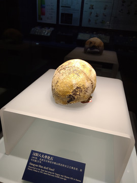 汉阳人头盖骨化石