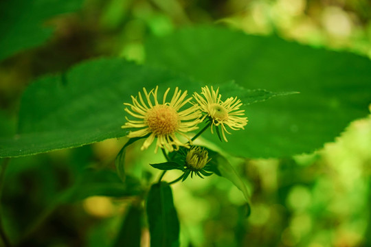 野菊花