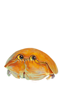 饅頭蟹