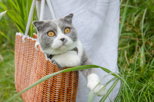 草丛探险失败的小猫咪
