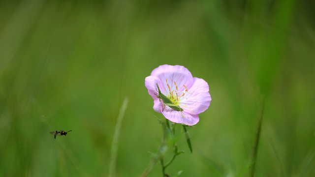 蜜蜂蚂蚱