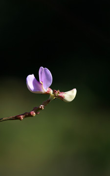 扁豆花