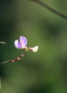 扁豆花