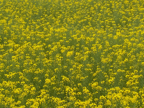 油菜花