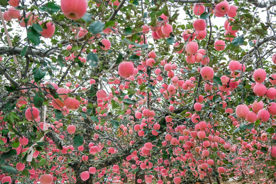 金秋收获季节烟台苹果硕果累累