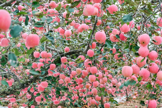 金秋收获季节烟台苹果硕果累累