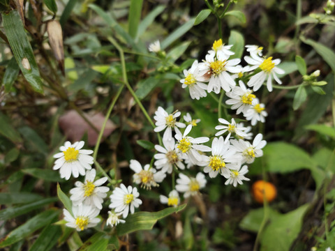 野菊