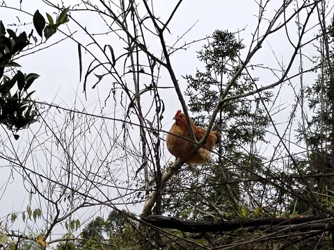 蹲在树上的鸡