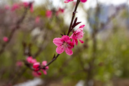 桃花开