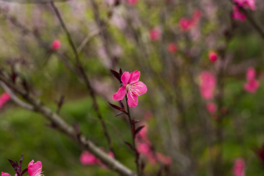 桃花