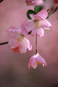 海棠花