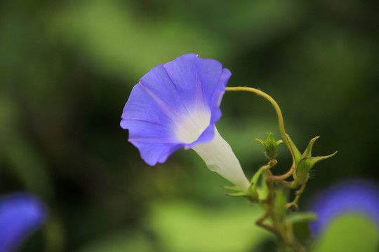 牵牛花