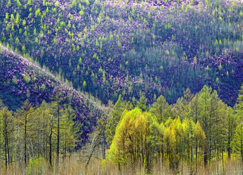 杜鹃花