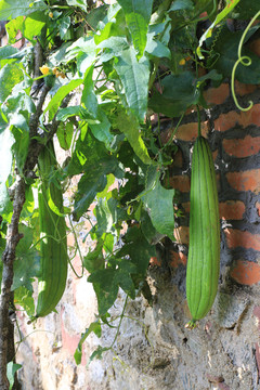 农家院墙上悬挂的成熟丝瓜