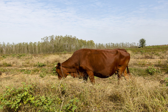 正在农家田地吃草的老黄牛
