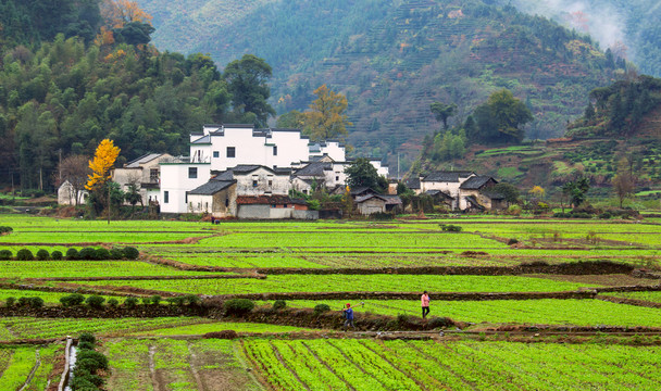 乡村全景