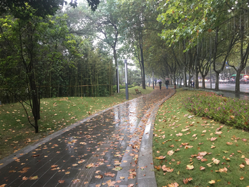  深秋落叶 雨中