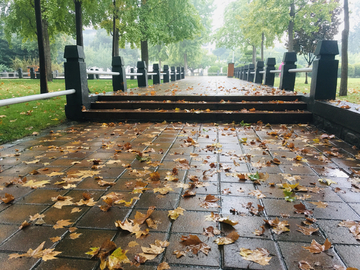 深秋 雨中 落叶