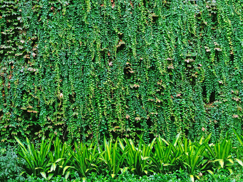 墙体绿植