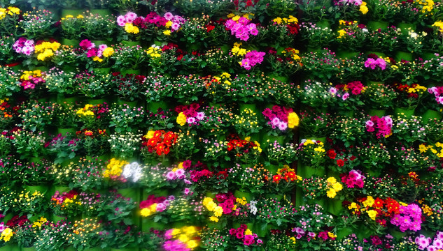 菊花景观墙