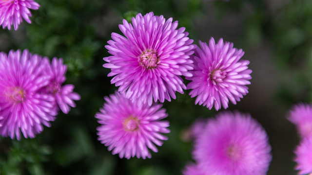 小雏菊